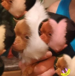 Meet your Posher, Ray